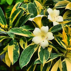 Fagraea ceilanica Variegated