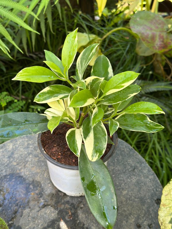 Fagraea ceilanica Variegated - Image 3