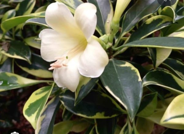 Fagraea ceilanica Variegated - Image 2