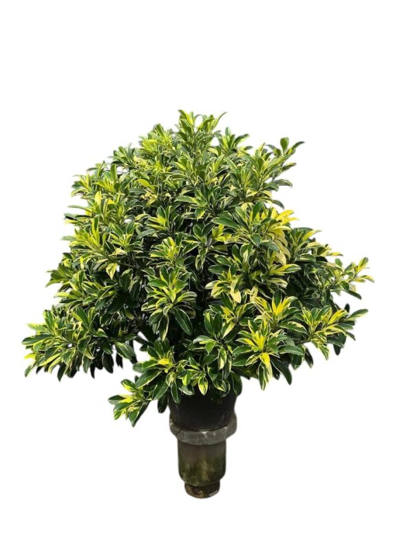 Fagraea ceilanica Variegated - Image 4