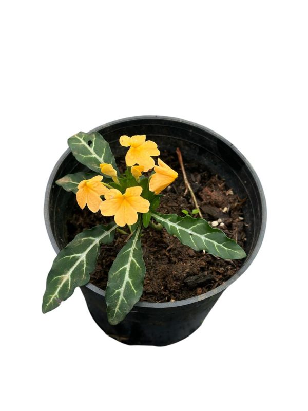 Crossandra Pungens - Image 2