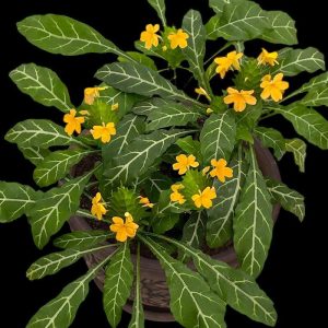 Crossandra Pungens