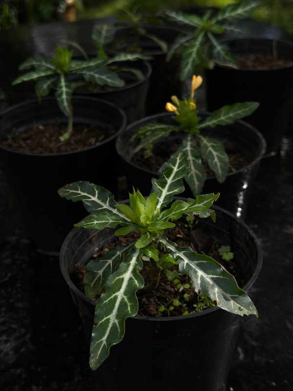 Crossandra Pungens - Image 4