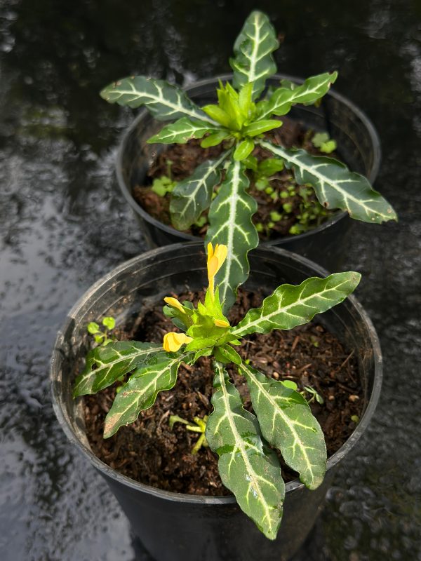 Crossandra Pungens - Image 3