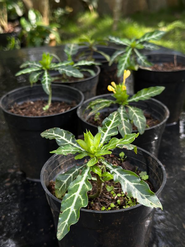 Crossandra Pungens - Image 5