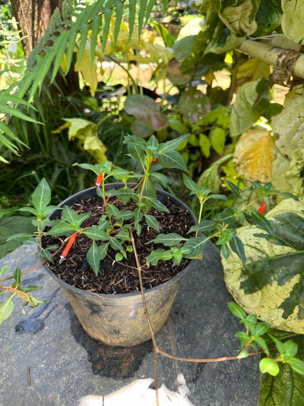 Cigar Plant,Cigarette Plant,Firecracker Plant,Cigar Flower - Image 6