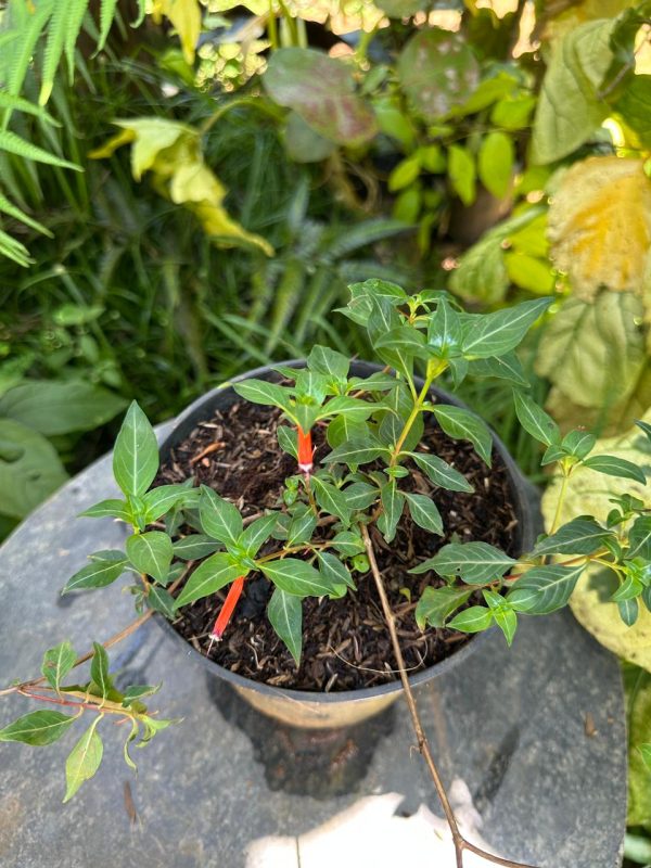 Cigar Plant,Cigarette Plant,Firecracker Plant,Cigar Flower - Image 5