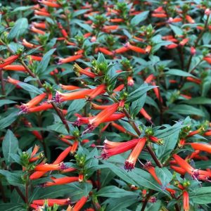 Cigar Plant,Cigarette Plant,Firecracker Plant,Cigar Flower