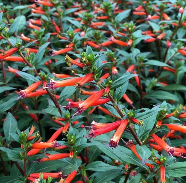 Cigar Plant,Cigarette Plant,Firecracker Plant,Cigar Flower