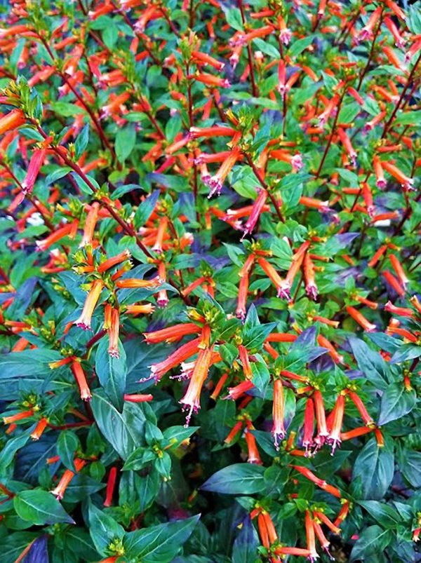 Cigar Plant,Cigarette Plant,Firecracker Plant,Cigar Flower - Image 3