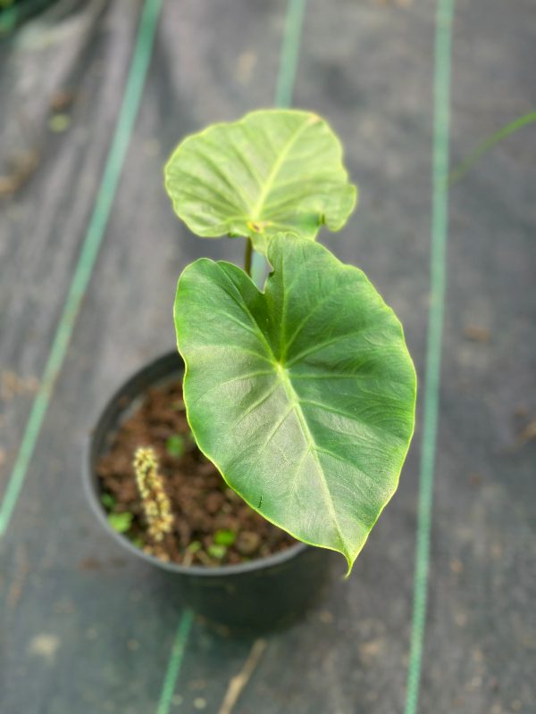 Remusatia vivipara - Image 2