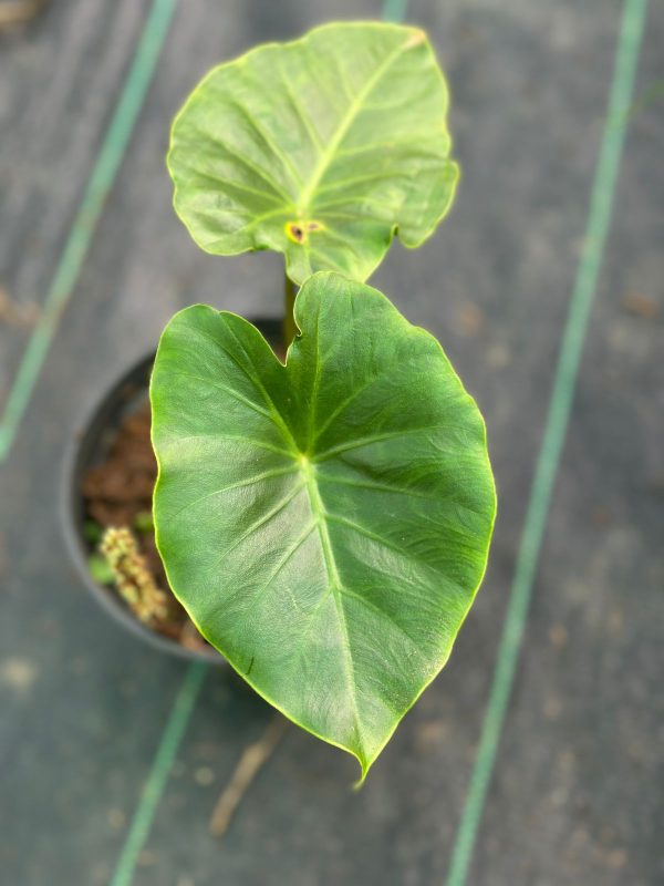 Remusatia vivipara - Image 3