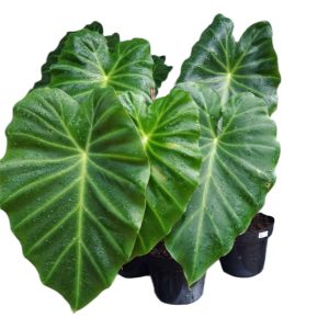 Remusatia vivipara
