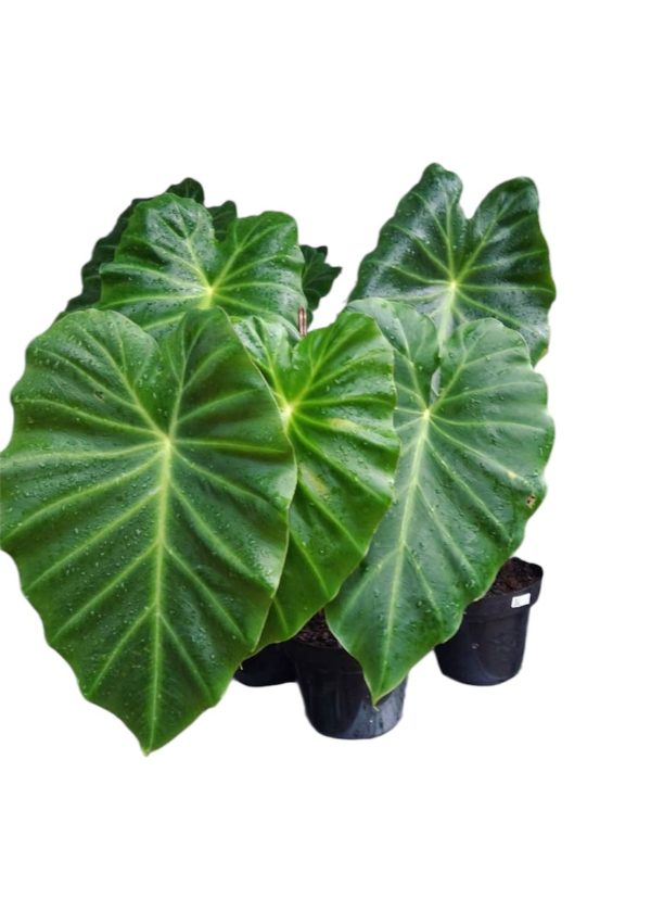 Remusatia vivipara