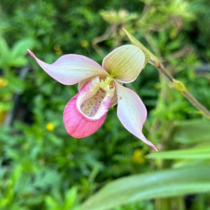 Phragmipedium Cardinale