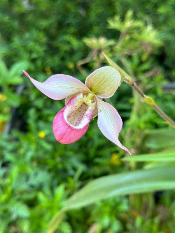 Phragmipedium Cardinale