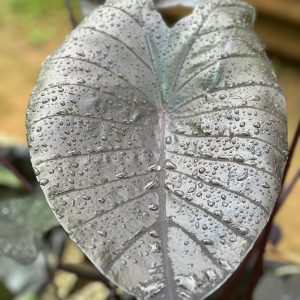 Colocasia esculenta 'Diamond Head' Morning Star (Our Own New Hybrid)