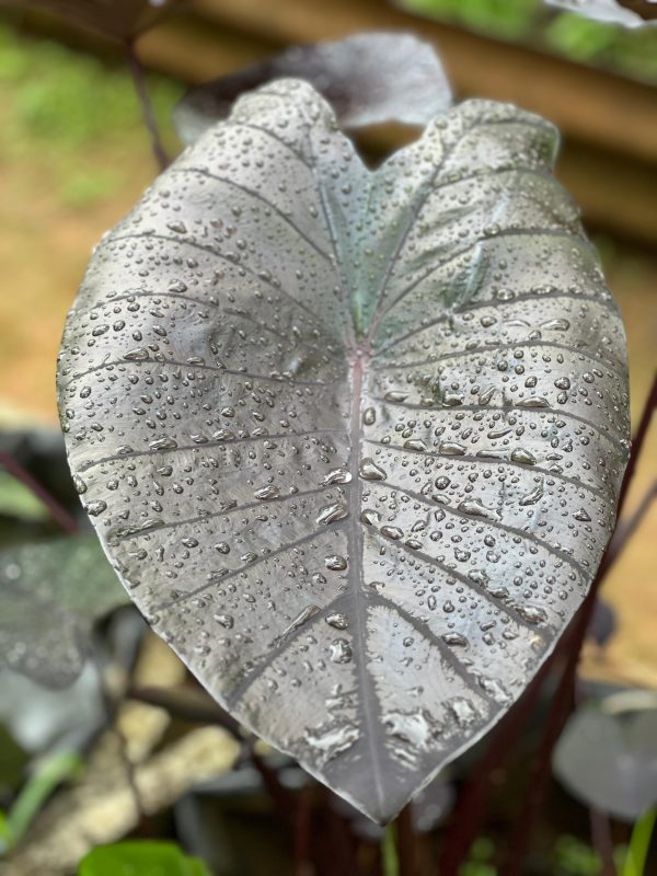 Colocasia esculenta 'Diamond Head' Morning Star (Our Own New Hybrid)
