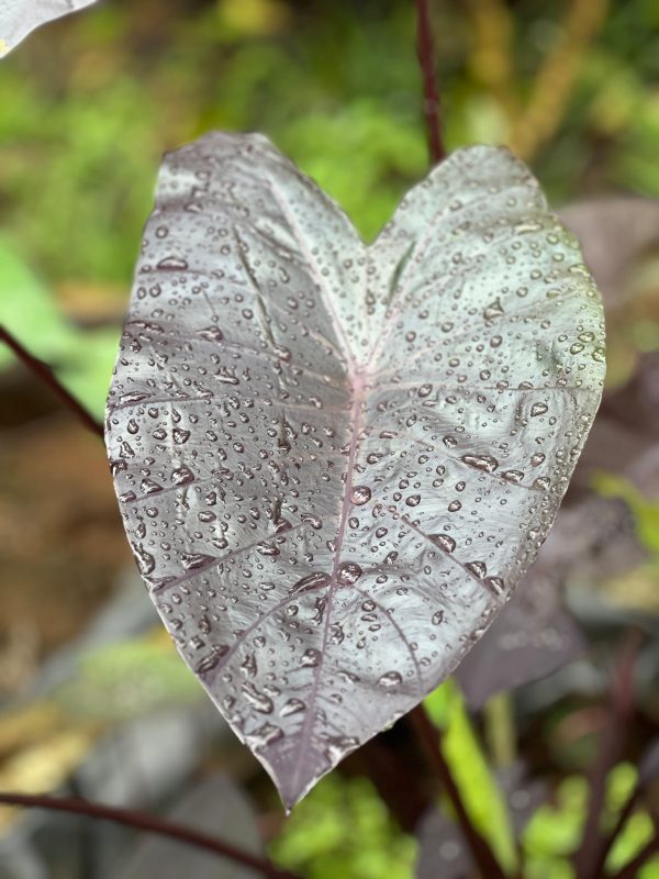 Colocasia esculenta 'Diamond Head' Morning Star (Our Own New Hybrid) - Image 2