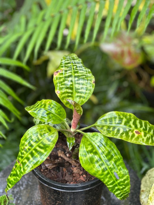 Dracaena Goldieana - Image 2