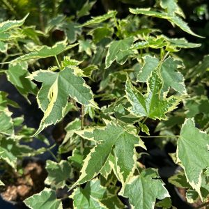 Abutilon'Souvenir de Bonn'
