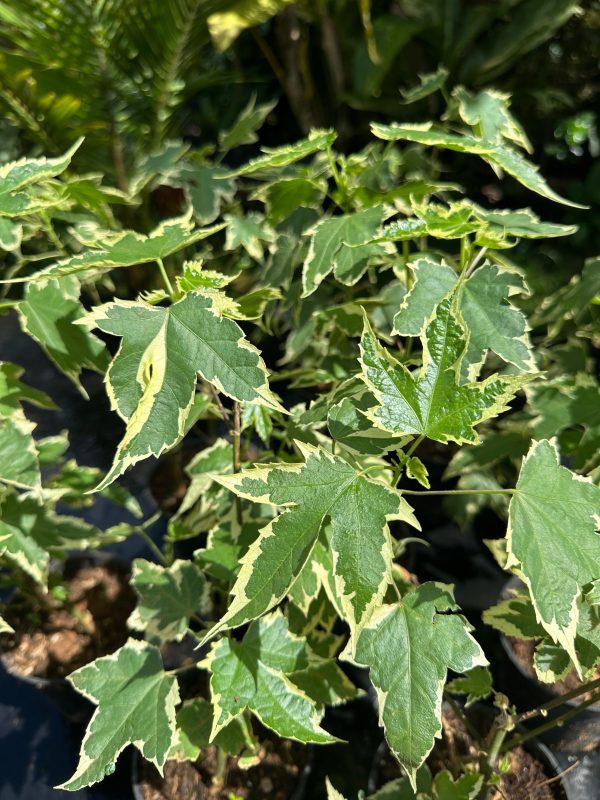 Abutilon'Souvenir de Bonn'