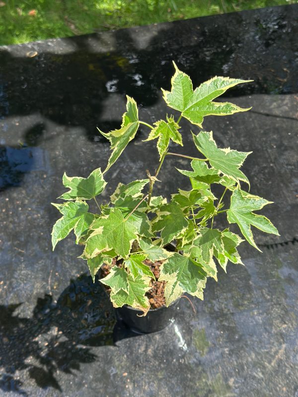 Abutilon'Souvenir de Bonn' - Image 3
