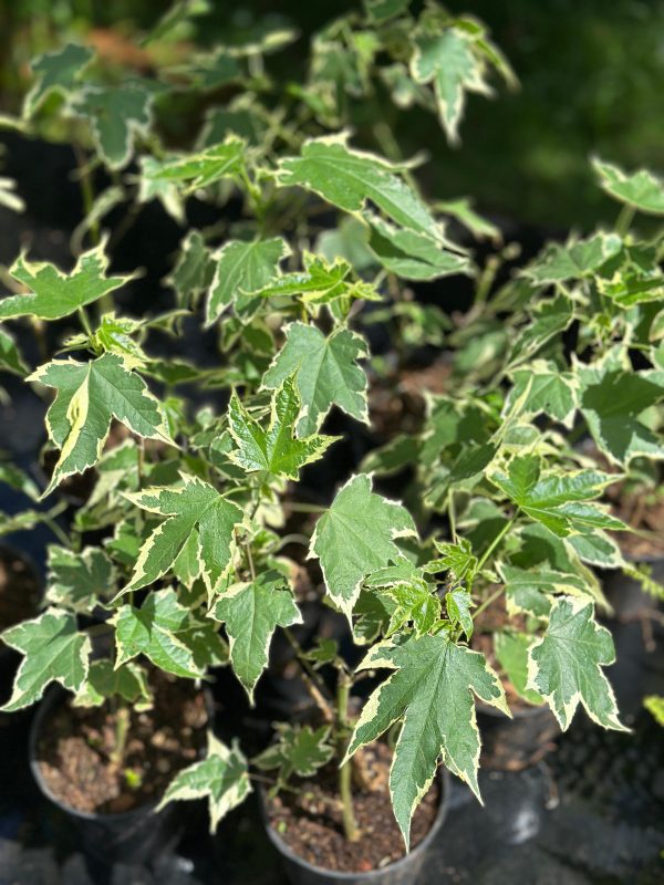 Abutilon'Souvenir de Bonn' - Image 2
