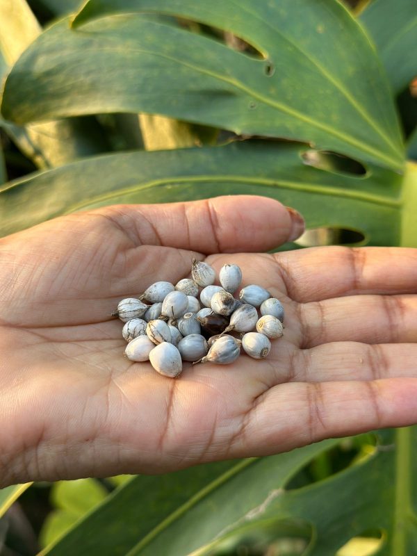 Vaijayanti Plant Seeds(10) - Image 2