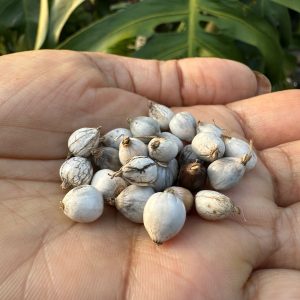 Vaijayanti Plant Seeds(10)