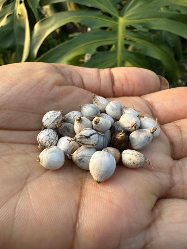 Vaijayanti Plant Seeds(10)