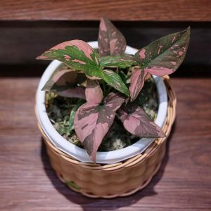 Syngonium Pink Splash