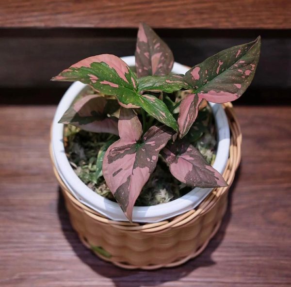Syngonium Pink Splash