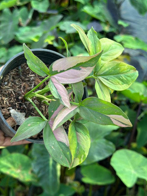 Syngonium Pink Splash - Image 2