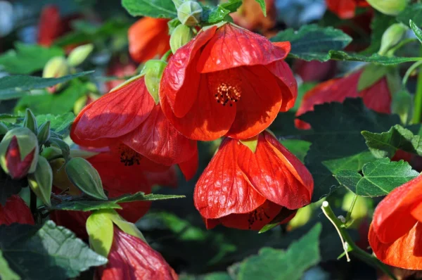 Abutilon'Souvenir de Bonn' - Image 4