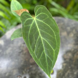 Anthurium Papillaminum x Raven's Heart