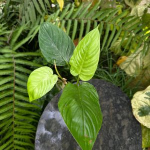 Philodendron Ernestil Green