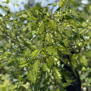 Waru Wayang Hibiscus (Smaller Size)