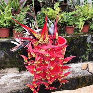Heliconia Collinsiana Griggs (Single Shoot )