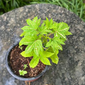 Ipomoea Variegated (Pink Flowering)
