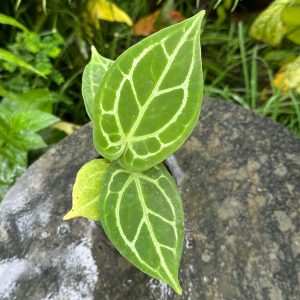 Anthurium Silver Hope x Forgetii