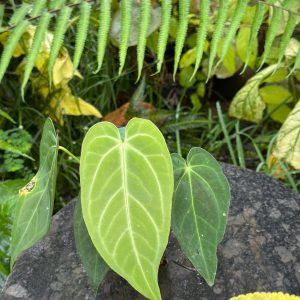 Anthurium Magnificum X Marmoratum