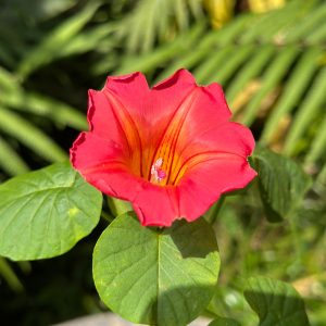 Ipomea Africana (Stictocardia Macalusoi)