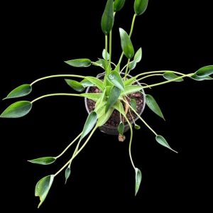 Alocasia Tiny Dancer