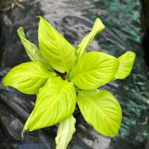 Golden Peace Lily or Spathiphyllum Golden