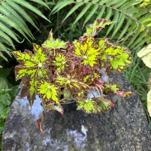Begonia Geometry