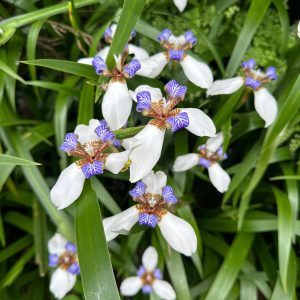 Walking Iris (Neomarica gracilis) pack of 2 plants