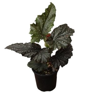 Begonia Fannie Moser