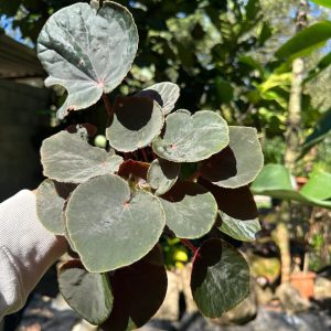 Begonia acetosa