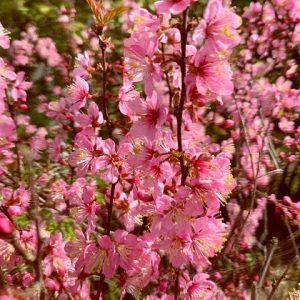 Prunus japonica Thunberg ( Cherry japonica)